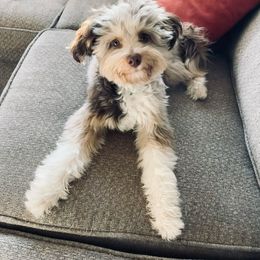 Bodhi - Aussiedoodle