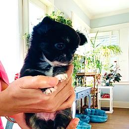 Princess Cinderella - Black and white female Chihuahua puppy in Santa Rosa Beach, Florida from Eva's Chihuahua
