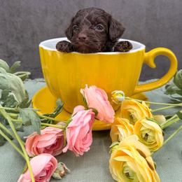 Marlin - Chocolate female Australian Labradoodle puppy in Denton, Texas from Liberty Hill Labradoodles