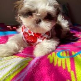 Shih Tzu Puppies from Jannete's Shih Tzus
