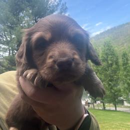 Spud - Chocolate and tan male Dachshund puppy in Richwood, West Virginia from Wild and Wonderful Wieners