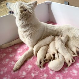 German Shepherd and White Shepherd Puppies from Scenic Creek German Shepherds