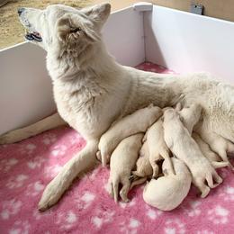 German Shepherd and White Shepherd Puppies from Scenic Creek German Shepherds