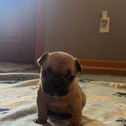 French Bulldog Puppies from Frenchie Kingdom