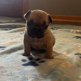 French Bulldog Puppies from Frenchie Kingdom