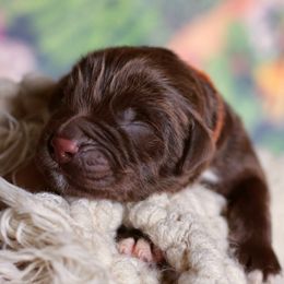 Kraken - Brown male Newfoundland puppy in Madison, Wisconsin from Riddle Family Newfoundland