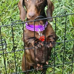 Iza - Dachshund