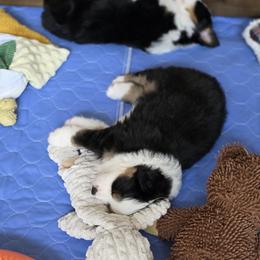 Miniature American Shepherd Puppies from All About Me Miniature American Shepherds