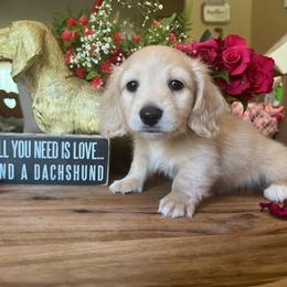 Cadbury - Cream male Dachshund puppy in Perryville, Maryland from Heavenly Heritage Dachshunds and Doods