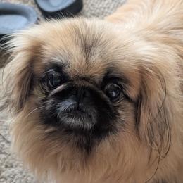 Shaniqua - Pekingese