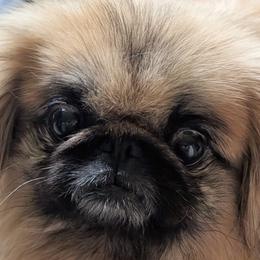 Shaniqua - Pekingese