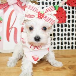 Dixie - Liver female Miniature Schnauzer puppy in Antlers, Oklahoma from Rocking H