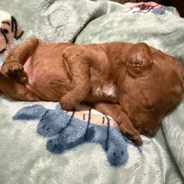 Koda - Apricot male Goldendoodle puppy in Centralia, Missouri from Oodles Of Doodles Mo.