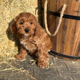 Bradley - Red male Cavapoo puppy in Bozrah, Connecticut from Cedar Creek Farm