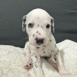 Girl Marron - Dalmatian puppy from dreamz_dalmatianz101