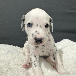 Girl Marron - Dalmatian puppy from dreamz_dalmatianz101