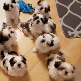 Shih Tzu Puppies from Jazzie Shih Tzu