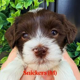 Snickers - Chocolate male Australian Labradoodle puppy in Silver Spring, Maryland from Potomac Australian Labradoodles