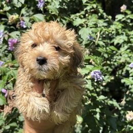 Taz - Sable male Yorkipoo puppy in Henderson, North Carolina from Dorans Danes and Doodles
