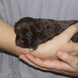 Nilla - Brown female Russian Tsvetnaya Bolonka puppy in Lawrenceville, Georgia from Alchemy Havanese