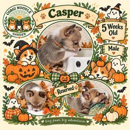 Casper - Sable male Pembroke Welsh Corgi puppy in Garden Grove, California from Corgi Noodles Garden