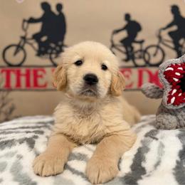 Eddie - Golden male Golden Retriever puppy in Duncan, South Carolina from Glimmer Goldens