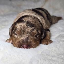 Tinker Bell - Merle female Cockapoo puppy in Cleveland, Georgia from Jam's Doodles And Poodles