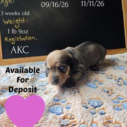 Pips - Red female Dachshund puppy in Hoquiam, Washington from Heyd's Mini Dachshunds