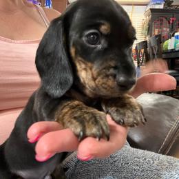 Smooth black n tan - Black and tan male Dachshund puppy in Lubbock, Texas from It’s a Hot Mess