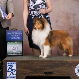 Shetland Sheepdogs from StarsAlign kennels