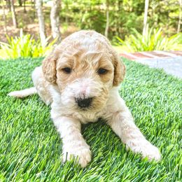 Goldendoodle Puppies from Magnolia Doodles of Southern Miss