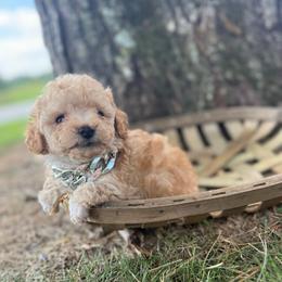 Gucci - Cream male Poodle puppy in Taylorsville, North Carolina from SilverLining highlands and hounds