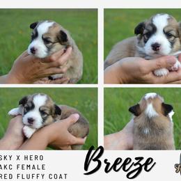 Breeze - Red female Pembroke Welsh Corgi puppy in Poteau, Oklahoma from Half-Pint Corgis