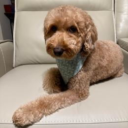 Macie - Goldendoodle