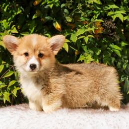 Brown collar - Red male Pembroke Welsh Corgi puppy in Caliente, California from Rafter Cross 7