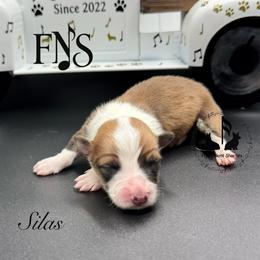 Silas Full Fluffy With A Tail - Red male Pembroke Welsh Corgi puppy in Casper, Wyoming from Flying Note Shorties