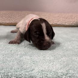 German Shorthaired Pointer Puppies from Lipan Creek German Shorthaired Pointers
