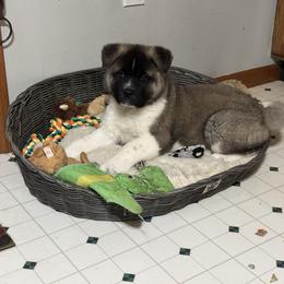 Buck - Akita puppy from Finesse Akitas