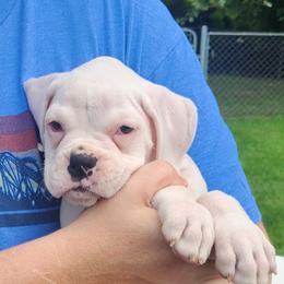 Belle - White female Boxer puppy in Toledo, Ohio from Julie Wilmore Olympic Boxers