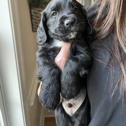English Cocker Spaniel Puppies from River Trail Kennels
