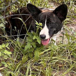 American Corgi, Cardigan Welsh Corgi, and Pembroke Welsh Corgi Puppies from Coopers Korner