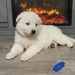 blue collar male - White Berger Blanc Suisse puppy in Valparaiso, Indiana from Foreman’s White Swiss Shepherds
