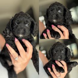 Minnie - Black female Cockapoo puppy in Lafayette, Louisiana from Kinkade Kennels