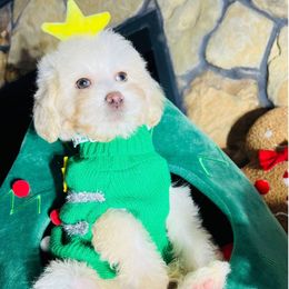 Rudolph - Cream male Maltipoo puppy in Sugar Land, Texas from Celebrity Maltipoos