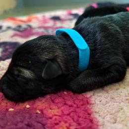 River - Sable female German Shepherd puppy in Southern Maryland, Maryland from Reddington Shepherds