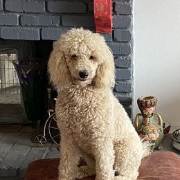 Gemma - Poodle