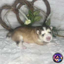 Lane - Tri-color female Pomsky puppy in Schaumburg, Illinois from Lake in the hills Pomskies