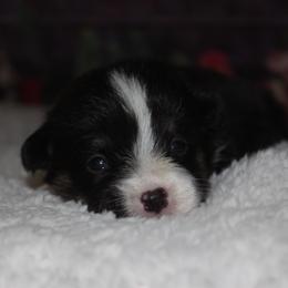 Snickers - Black and tan female Pembroke Welsh Corgi puppy in Washington from Castle View Royal Rumps