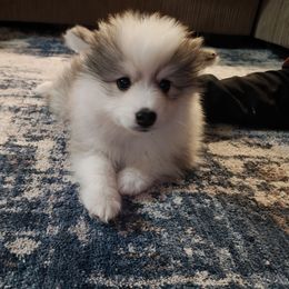 Pepper - Wolf sable male Pomsky puppy in Idaho Falls, Idaho from Idaho Pomsky