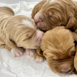 Goldendoodle Puppies from Cane Creek Goldendoodles